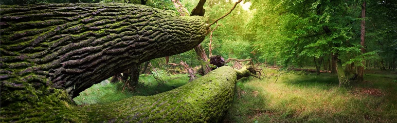 Foto auf Glas Panoramabild eines umgestürzten Baumes im Wald © aboutfoto