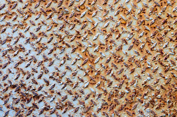 Old steel background