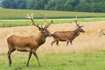 Deer grazing in the meadow