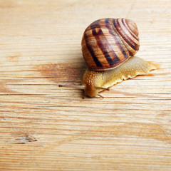 close up of snail crawling over a piece of wood