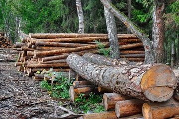 Industrial logging © Alex