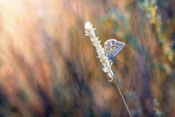 natural background blues butterfly in the grass