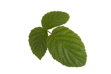 three green leaf raspberry isolated on a white background