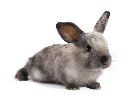 Adorable rabbit isolated on a white background