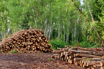 Industrial logging