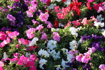 A Colourful Collection of Petunia Flower Plants.