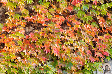 orange and green leaves