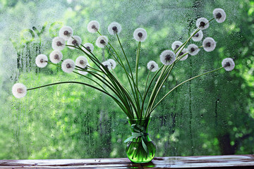 dandelions in white vase on the window