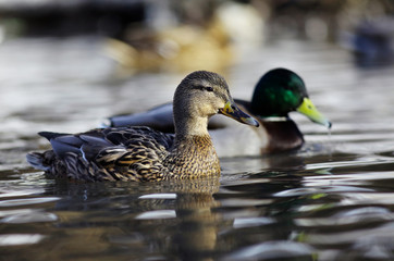 mallard duck on the river