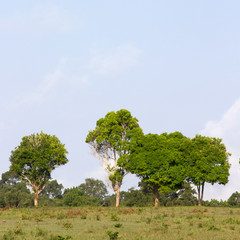 Row of green trees