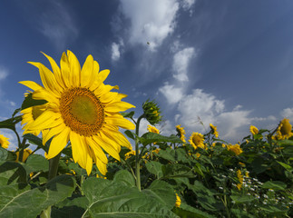 Sunflowers bloom in summer under a beautiful sky
