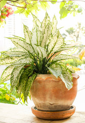 White and green Croton thai garden © Reongshewa