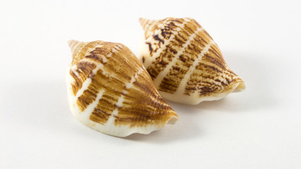 Shells