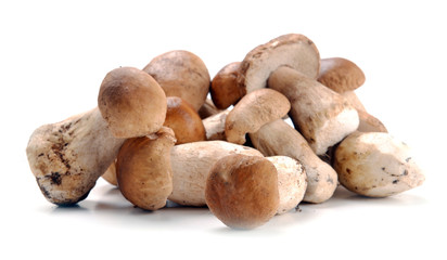 ceps mushrooms