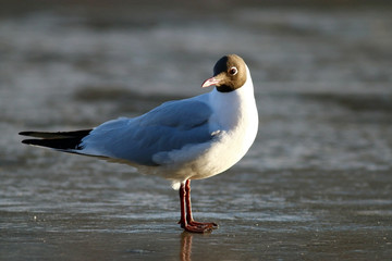 white seagull on the ice