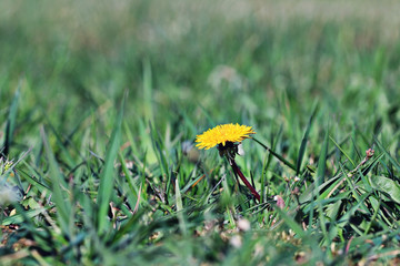 dandelions yellow flowers