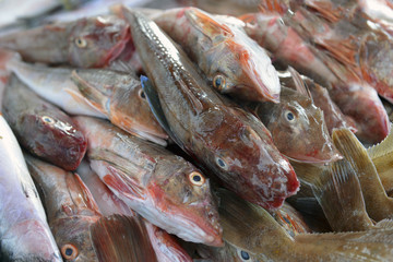 mullet in the container at the fish market