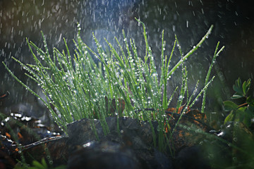 Corydalis spring flower