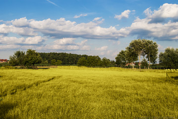 Obraz premium Lawn
