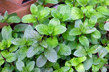 mint in the garden