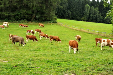 Fototapeta na wymiar eating cows