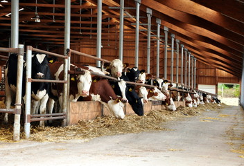 eating cows