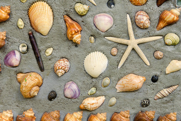 Starfish and shells to decorate on cement wall