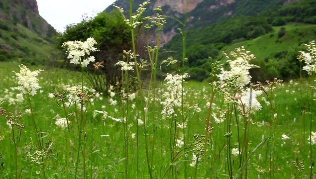 Scenic green meadow with blooming  medicinal Filipendulae