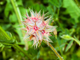 Blühender Sternklee