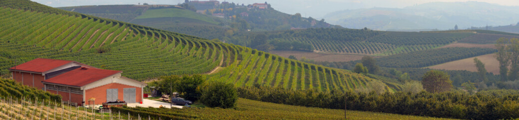 vineyards in Italy, panorama