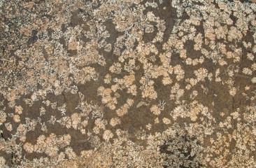 pattern of marble surface with grey lichen