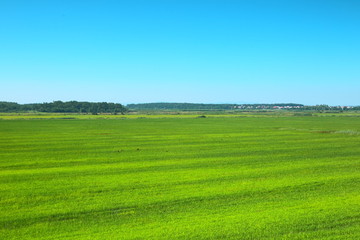Green meadow under blue sky