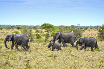 Wilde Elefanten nach Schlammbad, Afrika