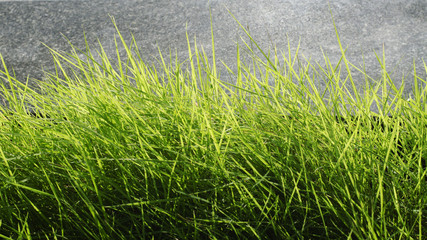 Obraz na płótnie Canvas Green grass with wall background stock photo