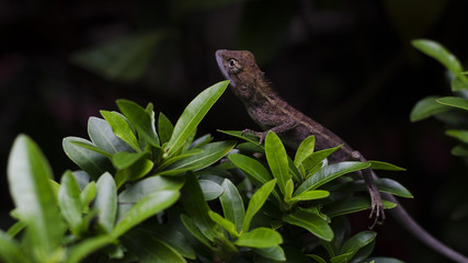 Brown chameleon on the tree