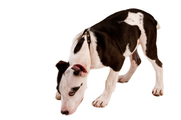 american staffordshire terrier dog