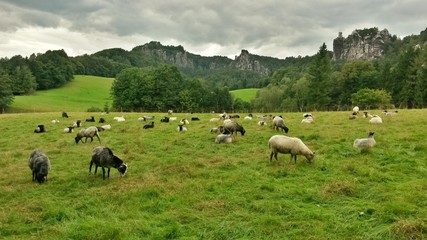 Weideland