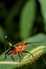 Red Grasshopper perching on a leaf