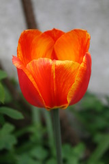 Tulpe im Garten