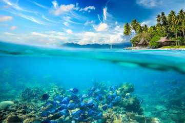 Coral reef, colorful fish