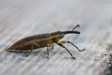 weevil beetle macro