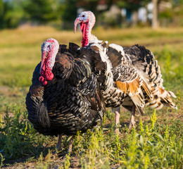 Domestic Turkeys in the Meadow. © APHOTOSTUDIO