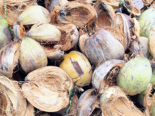 Coconut fiber