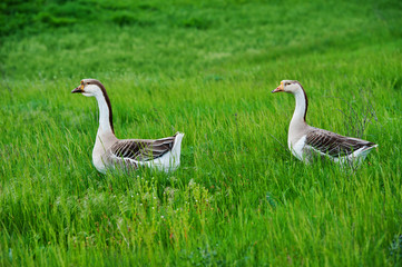 domestic geese