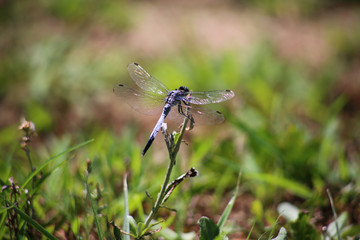 dragonfly