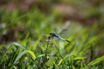 Fototapeta premium dragonfly