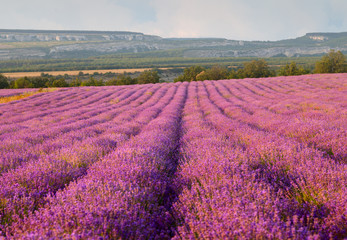Plakat Lavender field on a background of clouds and mountains