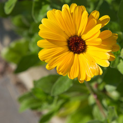 yellow flower of calendula