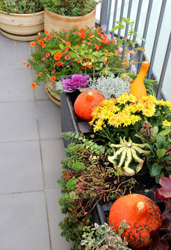 Mix of beautiful vivid terrace fall flowers and pumpkin