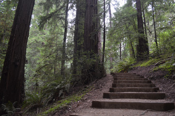 boardwalk in Muir Woods forest, California